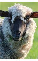 Sheep: Notebook, 150 lined pages, softcover, 6 x 9