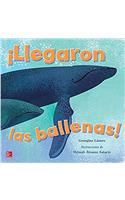 Lectura Maravillas Literature Big Book: ¡Llegaron Las Ballenas! Grade K