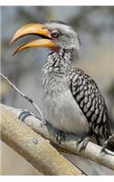 Hornbill Bird Journal