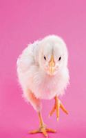 Chicken Journal: (Journal Notebooks)