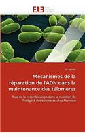 M�canismes de la R�paration de l''adn Dans La Maintenance Des T�lom�res: (Omn.Univ.Europ.)