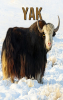 Yak