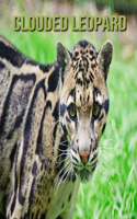 Clouded Leopard