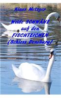 Wilde SCHWÄNE auf den Fischteichen (Schloss Derneburg)