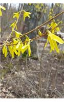 Journal Early Spring Forsythia: (Notebook, Diary, Blank Book)