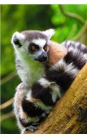 Charming Ring-Tailed Lemur Cute Animal Journal: 150 Page Lined Notebook/Diary