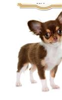 2020 Chihuahua Puppy Journal