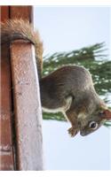 A Squirrel on a Ledge Eating Journal