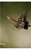 Swallowtail Notebook