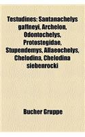 Testudines: Santanachelys Gaffneyi, Archelon, Odontochelys, Protostegidae, Stupendemys, Allaeochelys, Chelodina, Chelodina Siebenr