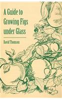 Guide to Growing Figs Under Glass