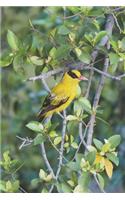 Black-Naped Oriole Bird Journal: 150 Page Lined Notebook/Diary: 150 Page Lined Notebook/Diary