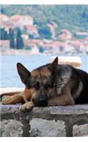 Such a Gorgeous German Shepherd Puppy Dog in the Shade Pet Journal