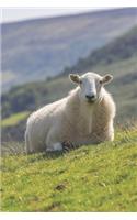 A Sheep in the Meadow Journal