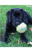 Black Labrador Puppy Calendar Notebook: Dog Wisdom Quotes(1 Play Ball Undated Planner 8.5x11)
