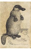 Platypus Journal