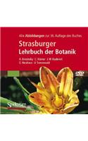 Strasburger Lehrbuch der Botanik: Alle Abbildungen Des Buches