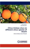 Citrus tristeza virus on different citrus species of Assam