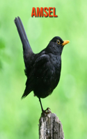 Amsel: Schöne Bilder & Kinderbuch mit interessanten Fakten über Amsel