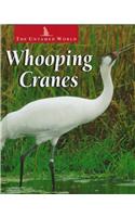 Whooping Cranes