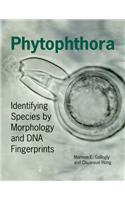 Phytophthora