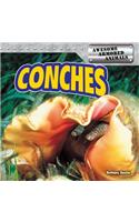 Conches