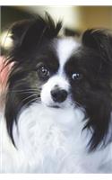 Say Hello to the Papillon Puppy Dog Journal: 150 page lined notebook/diary