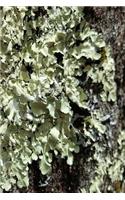 Journal Moss Tree Bark