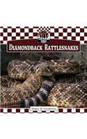 Diamondback Rattlesnakes