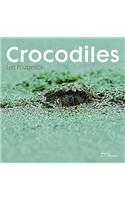 Crocodiles