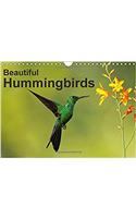 Beautiful Hummingbirds 2017