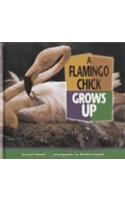 A Flamingo Chick Grows Up