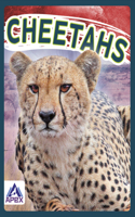 Cheetahs: (Wild Cats)