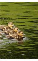 Ducklings Notebook