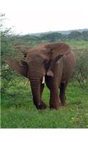 Elephant Notebook