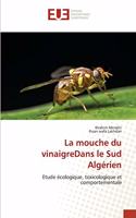 mouche du vinaigreDans le Sud Algérien