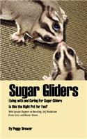 Sugar Gliders