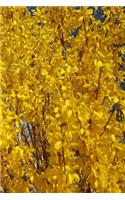 Journal Forsythia Bush Up Close