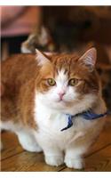 Orange and White Munchkin Cat Journal: 150 Page Lined Notebook/Diary