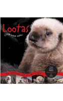 Lootas Little Wave Eater: An Orphaned Sea Otter's Story