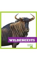 Wildebeests