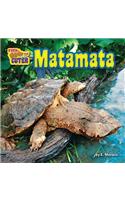 Matamata