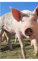 Pig Notebook