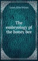 embryology pf the honey bee