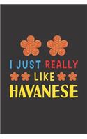 I Just Really Like Havanese