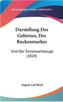 Darstellung Des Gehirnes, Des Ruckenmarkes