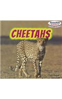 Cheetahs