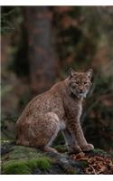 A Portrait of a Bobcat Journal: 150 Page Lined Notebook/Diary