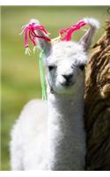 Adorable White Baby Llama in Altiplano Bolivia Journal: 150 Page Lined Notebook/Diary