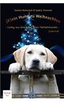(K)ein Hund zu Weihnachten: Lucky, aus dem Leben eines Tierheimhundes